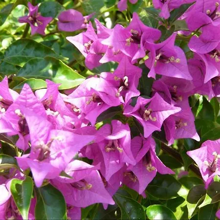 Viras 오르타켄트