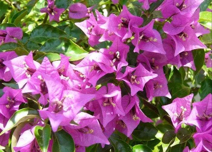 Viras 오르타켄트