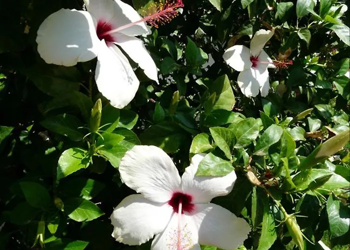 Viras 호텔 오르타켄트